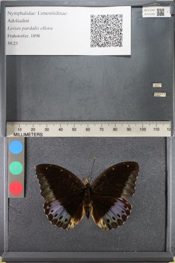 Media type: image;   Entomology 141260